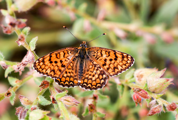 Butterfly in nature