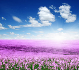 Naklejka premium colorful flowers and sun