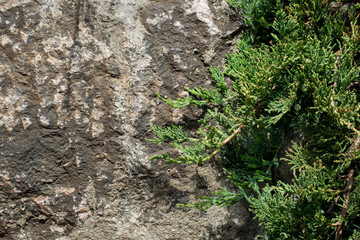 Flowering young coniferous trees in the spring in the forest. Selective focus