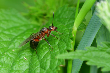 macro forest ant with wings the queen of the ant
