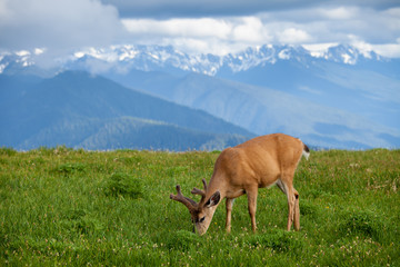 Grazzing deer on Huricane Ridge in Washington, USA