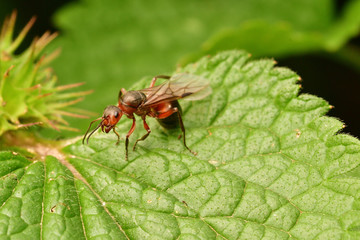 Fototapeta premium macro forest ant with wings the queen of the ant