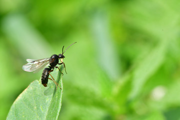 forest ant with wings the queen of the ant