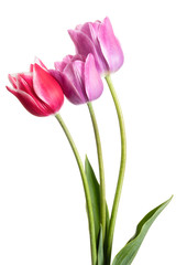 Lilac and pink spring flowers. Tulips isolated on white background