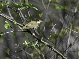 Ovenbird in Spring