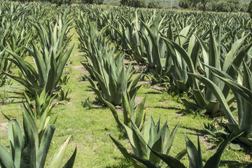 Maguey