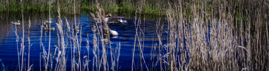 Töwerland - Maimomente
