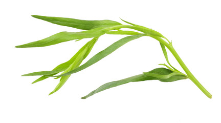 Tarragon (Artemisia dracunculus) Isolated on white background