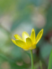 Closeup of a yellow Lesser Celandine flower. Latin name: Ranunculus Ficara