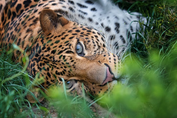 Obraz premium Leopard