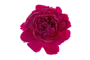 red peony flower on white background