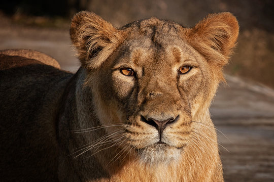 Female Lion Face Images – Browse 19,702 Stock Photos, Vectors, and Video |  Adobe Stock