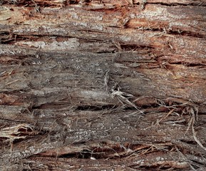 texture of bark wood texture tree texture tree bark