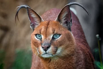 Photo sur Plexiglas Lynx Caracal