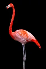 Fotobehang Flamingo Flamingo