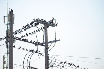 A large number of birds live on the high voltage power lines.