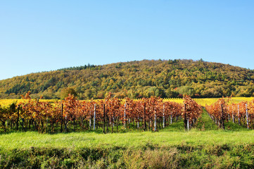 Fototapeta na wymiar bunte Weinberge am Rand des Pfälzerwalds in der Südpfalz 