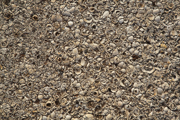 A beautiful road filled with shells as pavement