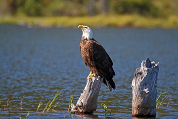 Bald Eagle