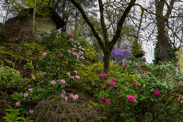 Azaleas in Portland's Crystal Springs Rhododendron Garden, Oregon