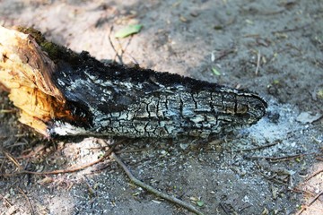 A charred piece of wood