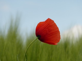 Mohnblume im Weizenfeld mit blauem Himmel, Bokeh