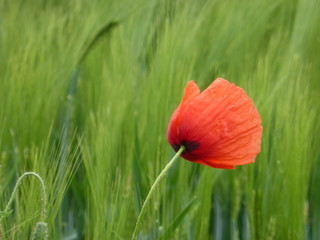 Naklejka premium Einzelne Mohnblume im Weizenfeld, Bokeh