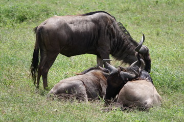 Great migration Serengeti, Zebras and Wildebeest. Tanzania, Africa