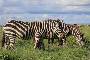 Zebras, Savannah, Serengeti