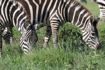 Fototapeta na wymiar Zebras, Savannah, Serengeti