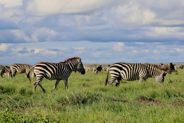 Fototapeta na wymiar Zebras, Savannah, Serengeti
