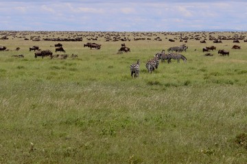 Zebras, Savannah, Serengeti