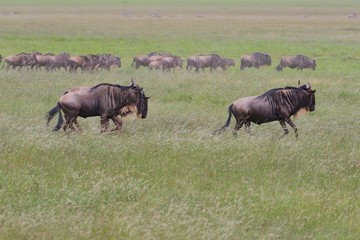 Great migration Serengeti, Zebras and Wildebeest. Tanzania, Africa