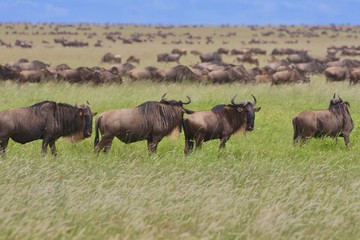 Great migration Serengeti, Zebras and Wildebeest. Tanzania, Africa