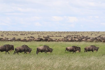 Fototapeta na wymiar Great migration Serengeti, Zebras and Wildebeest. Tanzania, Africa