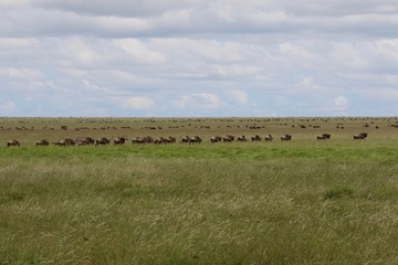 Great Migration Wildebeest Serengeti, Tanzania, Africa