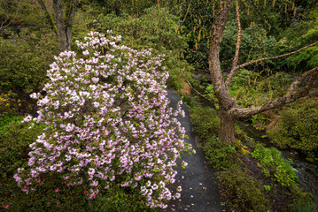 Azaleas in Portland's Crystal Springs Rhododendron Garden, Oregon