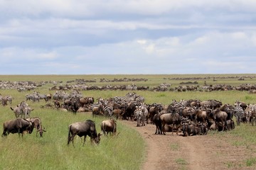 Great Migration Wildebeest Serengeti, Tanzania, Africa