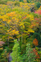 Autumn trees in the city park in Hakone, Japan. Vertical.