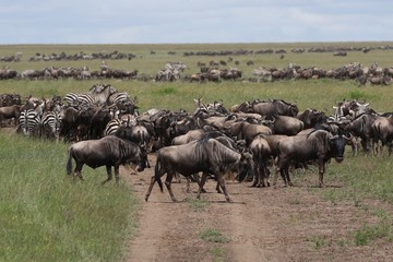 Great Migration Wildebeest Serengeti, Tanzania, Africa