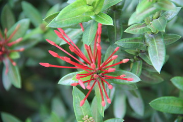 Spring flower colors