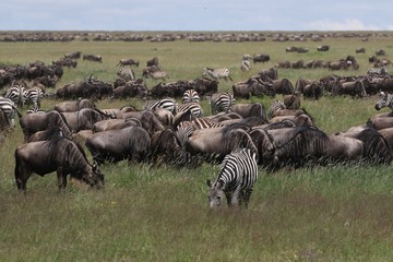 Fototapeta premium Great Migration Serengeti, thousands of Zebras and wildebeest crossing . Tanzania
