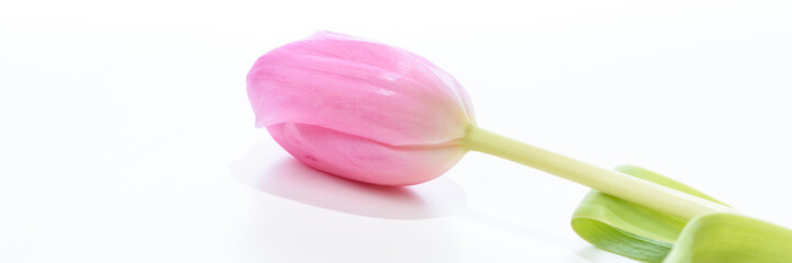 Pinke Tulpe einzeln isoliert auf weißem Untergrund