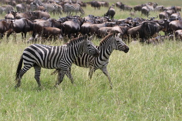 Great Migration Serengeti, thousands of Zebras and wildebeest crossing . Tanzania