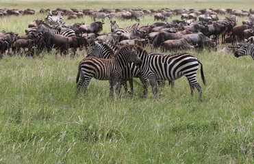 Zebras, Sergengeti, Great Migration, Africa