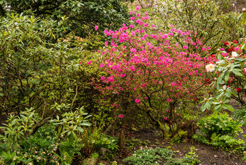 Azaleas in Portland's Crystal Springs Rhododendron Garden, Oregon