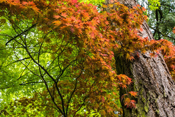 Japanese Maple tree in Portland's Crystal Springs Rhododendron Garden, Oregon
