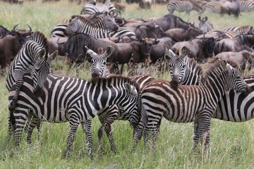 Obraz na płótnie Canvas Zebras, Sergengeti, Great Migration, Africa