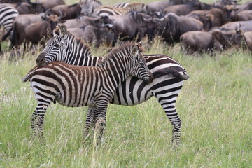 Zebras, Sergengeti, Great Migration, Africa