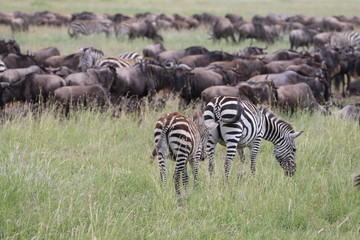 Obraz premium Great Migration Serengeti, thousands of Zebras and wildebeest crossing . Tanzania